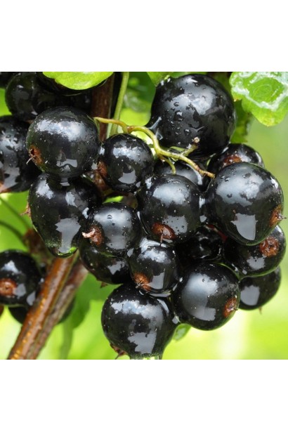 Смородина черная Черный десерт 